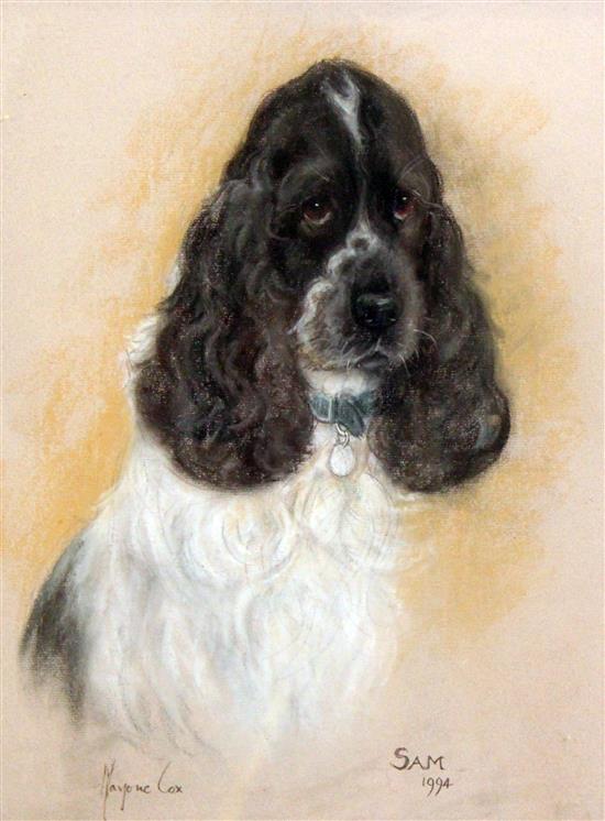 Marjorie Cox (20th C.) Portrait of a cocker spaniel Sam, 16.5 x 12.5in.